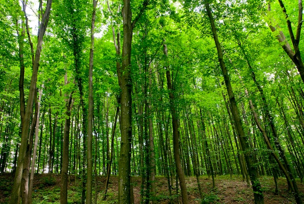 Forest trees nature green wood sunlights.