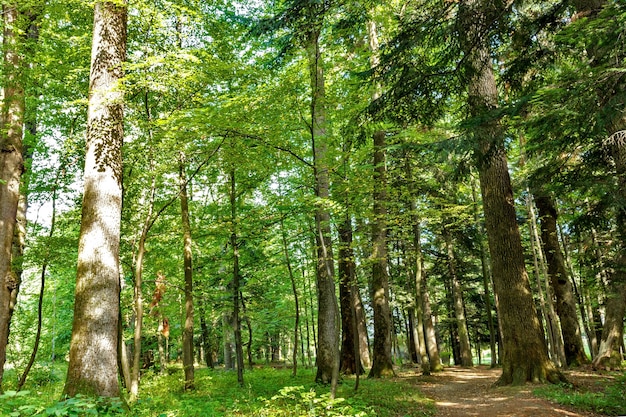 Forest trees. nature green wood Sunny Day