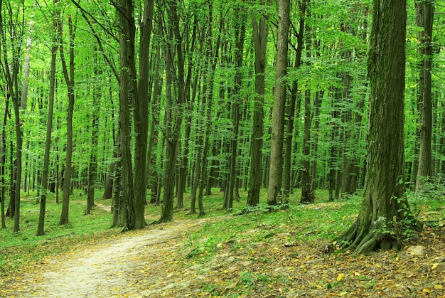 Forest trees. nature green wood