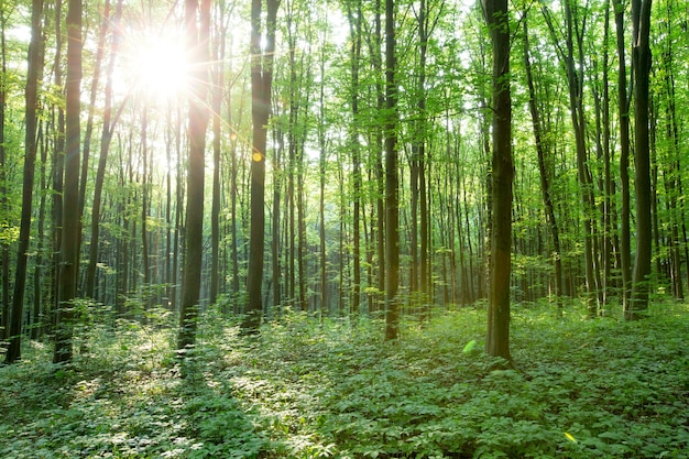 Forest trees. nature green woodland