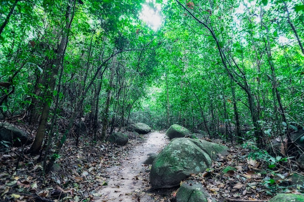 forest, trees, nature