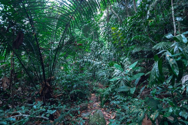 forest, trees, nature