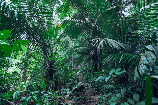 forest, trees, nature