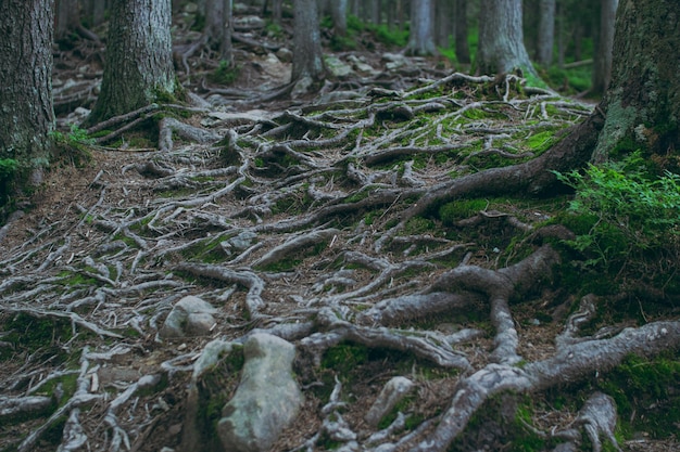 Forest trees with big strong roots