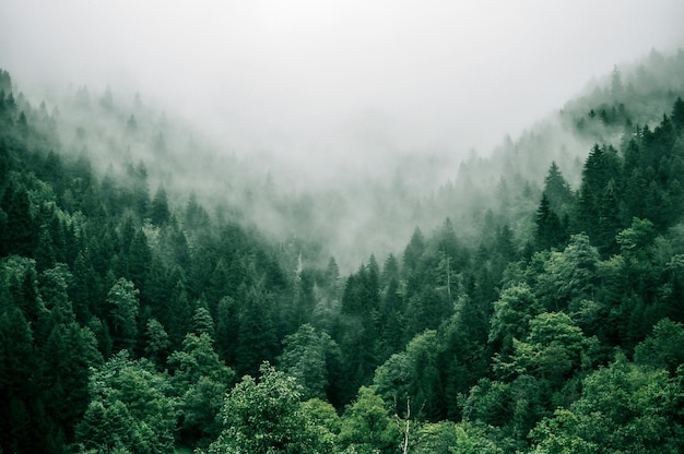 a forest of trees with fog in the background