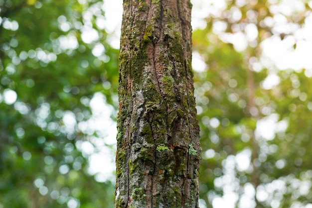 Forest trees