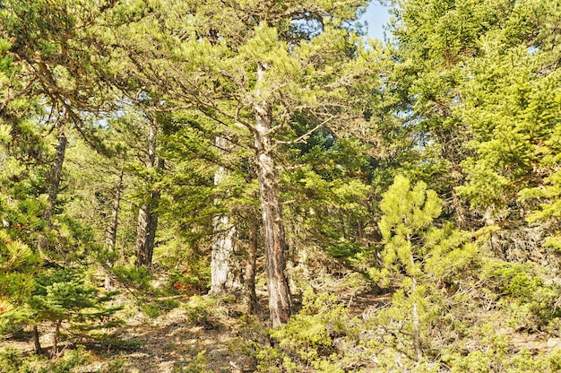 Forest in Trikala korinthias in Peloponnese