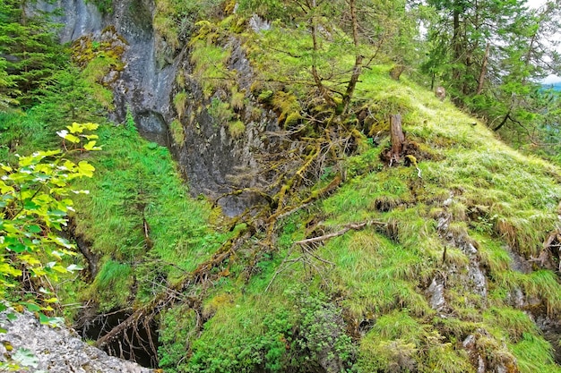 Forest at Trummelbach falls in the mountain at Lauterbrunnen valley, District of Interlaken, Bern canton in Switzerland.