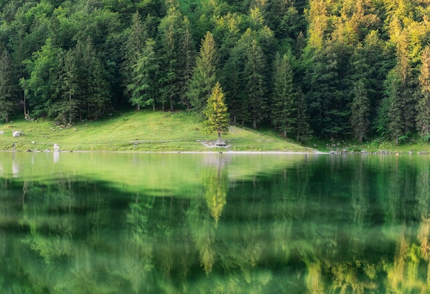 Forest and turquoise lake in the Switzerland Forest and reflection on water surface Beautiful landscape at the summer time