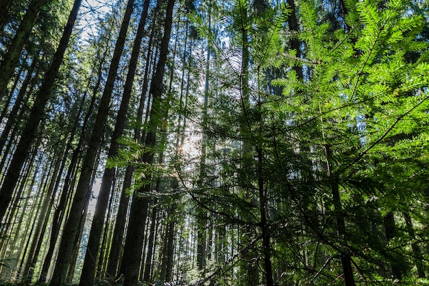 Forest in the Ukrainian Carpathians The sun shines through the trees