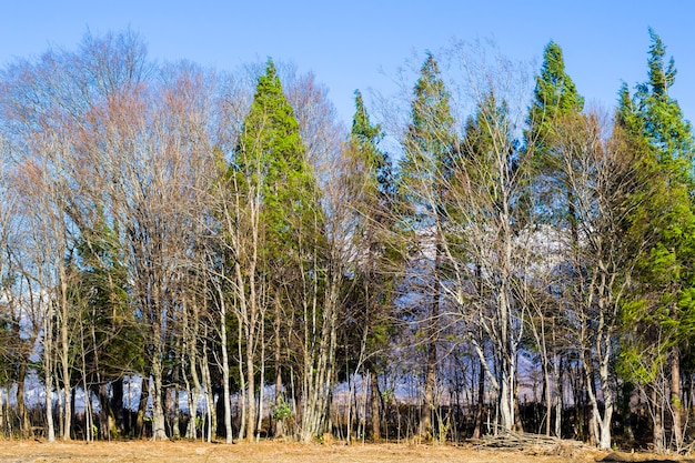 Forest view and landscape Georgia. Winter nature. Tree body.