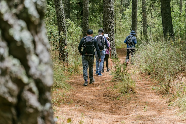 Forest walk and camping adventures