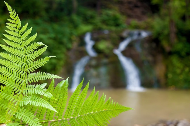 Forest waterfalls in the mountains