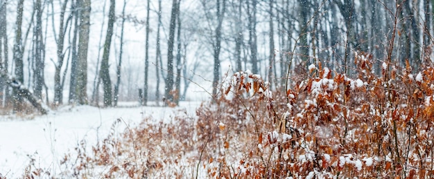 Forest in winter during a blizzard, panorama. Winter landscape