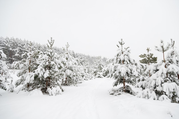 Forest in winter covered by snow