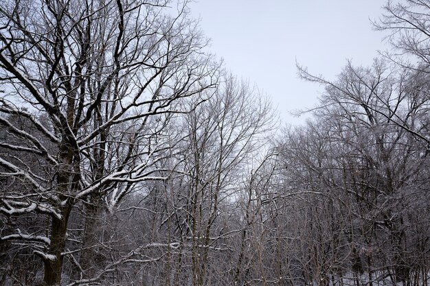 forest in winter