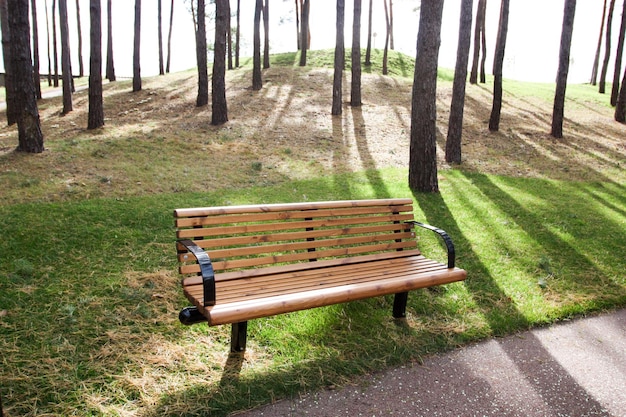 Forest with a bench