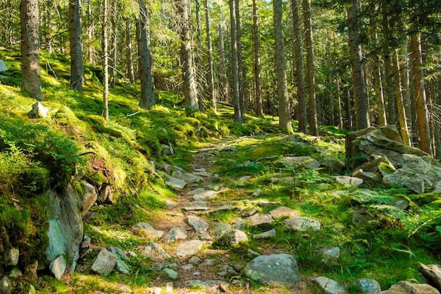 Forest with bright sun shining through the trees covered with green moss