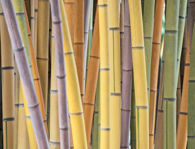 Forest with color bamboo stems Natural tropical background