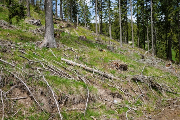 Forest with cut trees and broken branches and mountain vegetation against cloudy sky