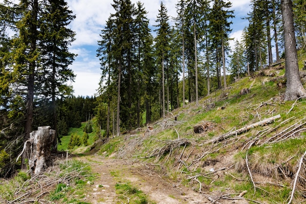 Forest with cut trees and broken branches and mountain vegetation against cloudy sky