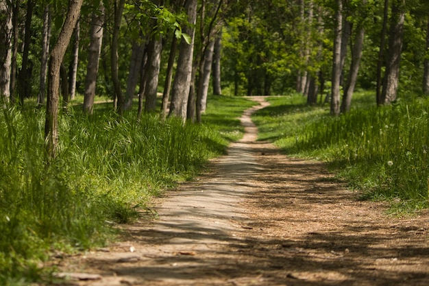 Photo a forest with a dirt road and a forest with trees and grass