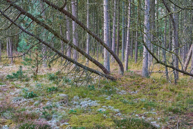 Photo forest with fallen trees and green plants landscape of many pine tree trunks and branches in nature lots of uncultivated vegetation and shrubs growing in a secluded wood land environment