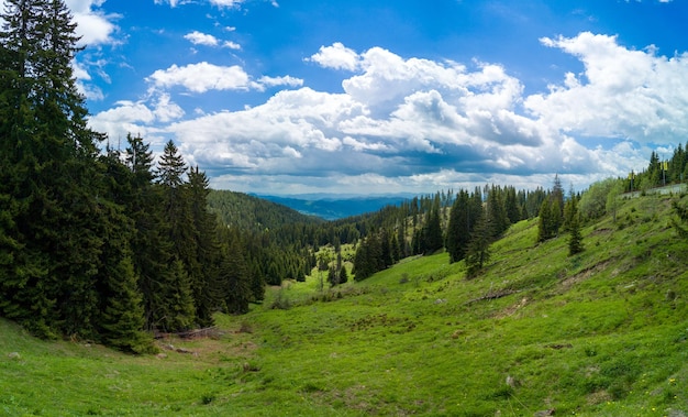 Forest with firs on slope of hill in valley of rhodope mountains under clouds panorama top view