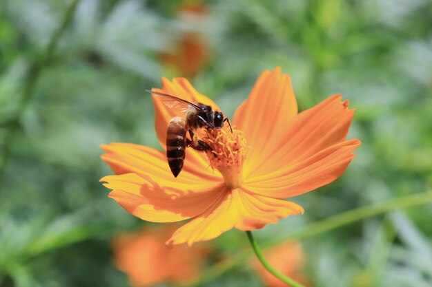 Forest with flowers and bees
