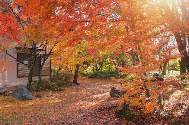 Forest with golden yellow leaves in autumn ,Beautiful autumn landscape with yellow trees and sun.