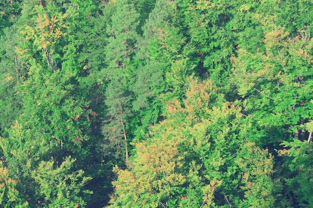 Forest with green trees Toned