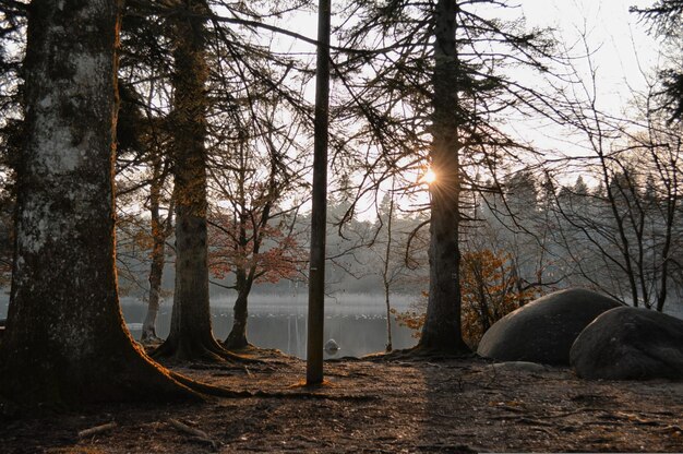 Photo a forest with a lake in the background