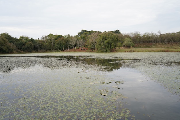 forest with a lake in the middle and some vitoria regia on it