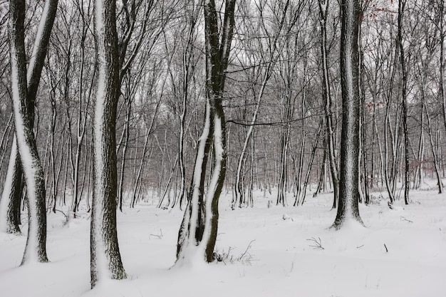 Forest with lot of snow at the tree trunks in the winter as painted