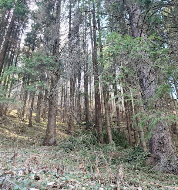 A forest with a lot of trees and the sun shining on the ground