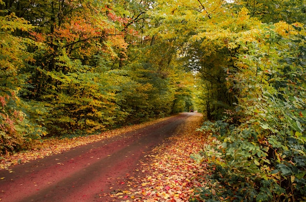 Forest with lots of warm sunshine. Autumn trees in the forest.Forest at sunset in autumn