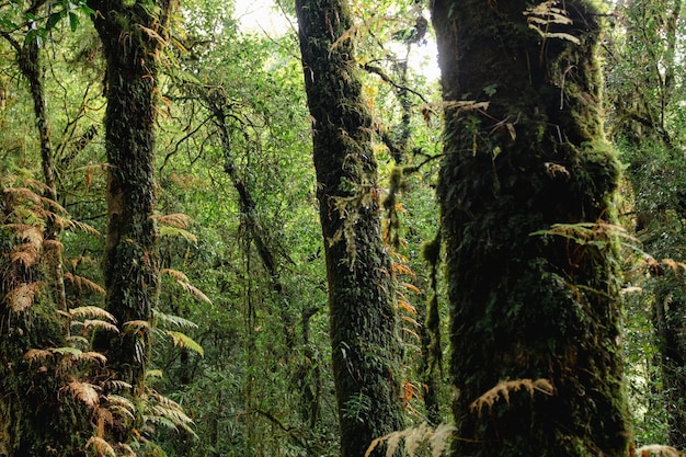 A forest with mossy trees and ferns