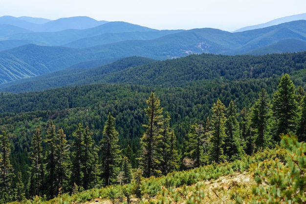 a forest with a mountain in the background and a mountain range in the background