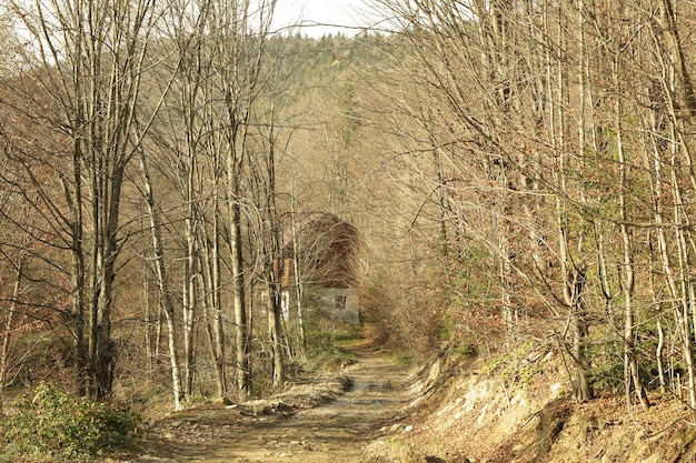 Forest with offroad in autumn day in Carpathian mountains