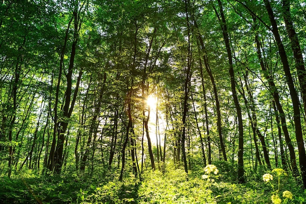 Forest with path and bright sun shining through the trees