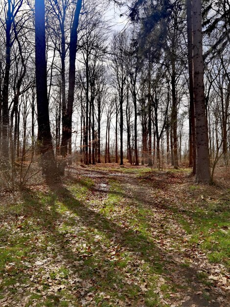 A forest with a path that has the word forest on it