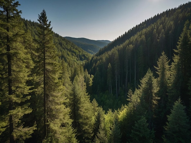 a forest with pine trees and a mountain in the background