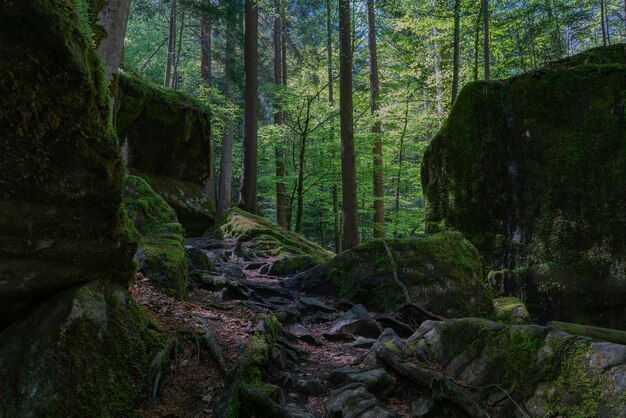 Photo forest with pine trees roots and rocks