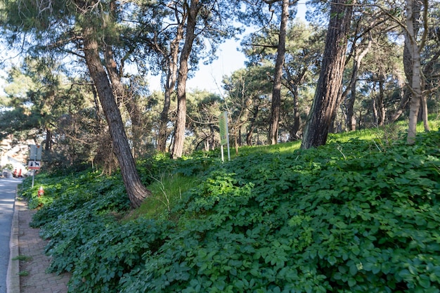 A forest with a road in the background