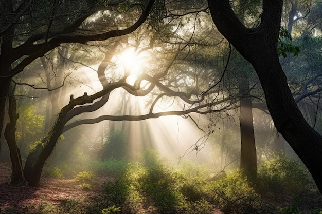 A forest with sun shining through the trees