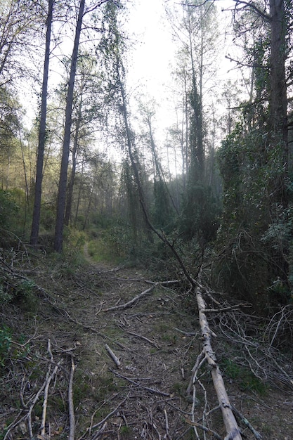 A forest with a tree stump in the foreground and a forest in the background.