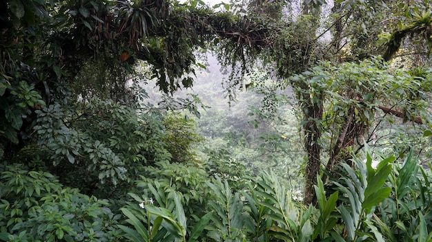 a forest with a tree with the word jungle on it