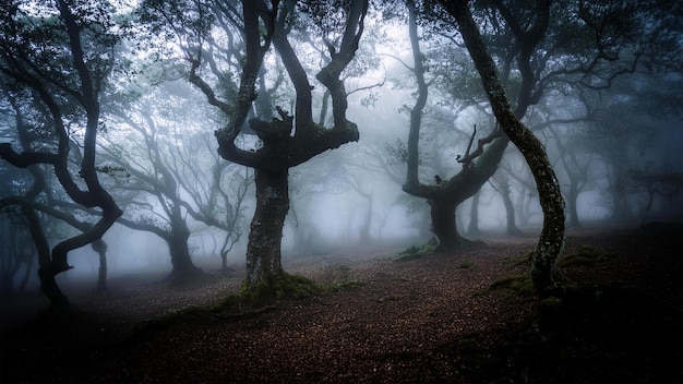 a forest with trees and a foggy background with the word the word on it