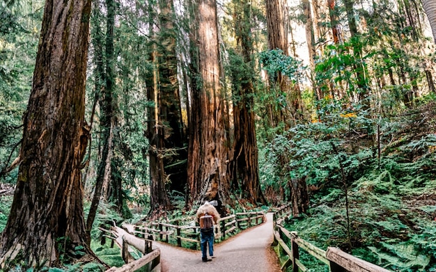 A forest with trees and a path that has the word forest on it