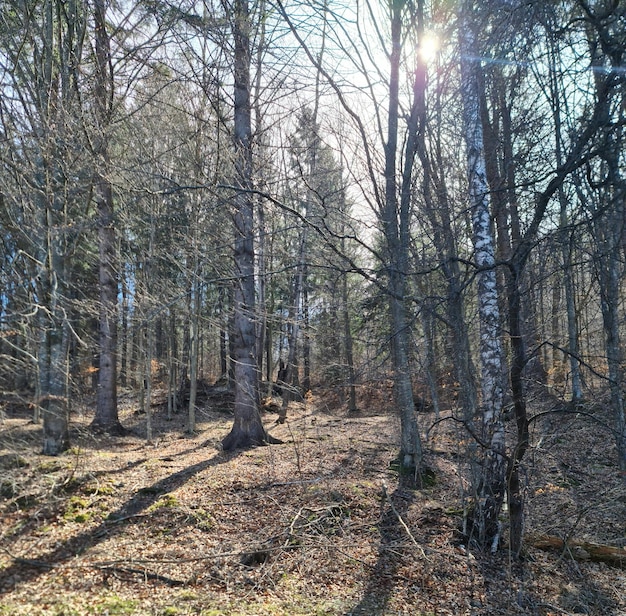 A forest with trees and the sun shining through the trees